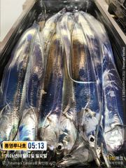 8월1일 갈치 조황!8단채비 7마리까지 줄타고~즐겁게 많이 잡아왔어요~화요일 3자리여유~전화주세요~^^