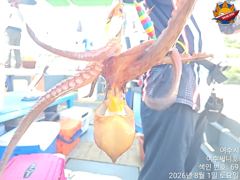 돌문어 1일 조황입니다. 무더운날 수고하셨네요 내일 자리여유
