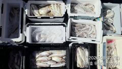 [백조기조황] 8/2 백조기 조황