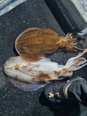 욕지도  무늬  2키로 외