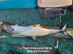 실시간  빅사이즈 대삼치 117cm랜딩~ 진행중~오후/월(오전,오후)모집