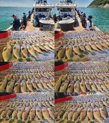 ♥ 붉바리들..이정도는 잡아봐야지요 초대박 붉바리조황입니다[2026년08월02일] ◎ 해마루호가 뜨는이유? 조황때문이죠 ◎ 핵심포인트: 바로진입.. 바로히트.. ▣ 차원이 다른 조황으로 모십니다 ▣ 요즘 붉바리낚시가 대세입니다