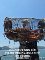 통영 금정호 키로급문어들 손맛좋습니다 내일부터 자리있습니다