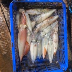 8월 2일 야간 한치낚시(반타임) 조황