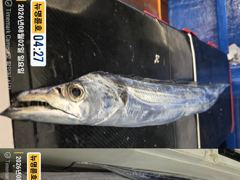 ＜＜통영 뉴명륜호 14인승＞＞ 은빛 大갈치!!! 쿨러입항조황 (예약 010-7100-1685)