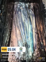 (통영라임호) 8.2. 갈치입항조황!!!!점점나아지고있습니다. 예약문의01023004931