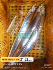 8월2일 출조 왕갈치 조황 ~~