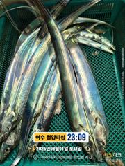 8월2일 입항조황입니다.