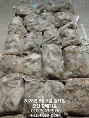 8월2일 군산갈매기호 야간문어출조 점차점차흥미진진 기대만땅
