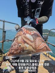 통영 금정호 오후문어선상 출항합니다 자리여유있어요