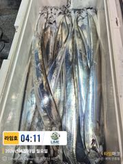 [통영라임호]8월3일 입항조황 살아나라살아나라. 01023004931
