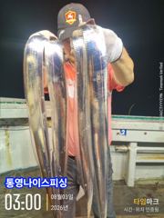 통영나이스피싱!!! 6지급 왕칼치부터 씨알좋은마릿수들