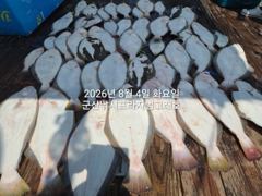 8/4, 대광어~7분 대대박조황~조기철수~ 싸이즈 좋아요~~대광어, 농어, 우럭 다잡아 조황~내일도 갑니다~~ 군산 범고래호