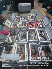 군산하이원호 8월 4일 (15분) 5짜4짜등 쓰리걸이 쌍걸이 조황입니다 