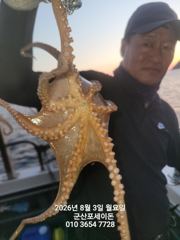 3일,한밤에 낚이는 군산문어~문어 본격시즌~~실시간~~야간문어 매일 갑니다~군산 포세이돈호