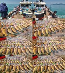 ♥붉바리들..이정도는 잡아봐야지요 붉바리조황입니다[2026년08월04일 ] ◎ 해마루호가 뜨는이유? 조황때문이죠 ◎ 핵심포인트: 바로진입.. 바로히트.. ▣ 차원이 다른 조황으로 모십니다 ▣ 요즘 붉바리낚시가 대세입니다