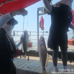26년8월4일 홍원항 백두산호 백조기 조황입니다..