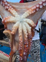 8.4 문어조황