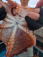 7.24 문어조황