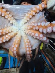 7.23 문어조황