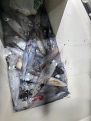 8윌3일한치 반타임낚시 다녀왓어요