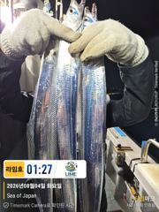 (통영라임호) 8월4일 갈치입항조황!다음주. 예약받아요01023004931