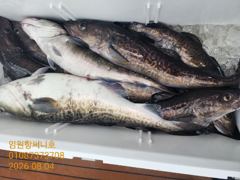 임원항써니호 대구조황입니다
