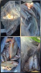오늘의조황 - 8월2일 파워피싱호 백조기 부세 조황입니다 - 마량포낚시,배낚시,선상낚시