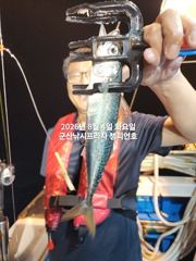 4일, 한밤에 힐링~! 왕고등어~오늘도 갑니다~전갱이등~실시간~고등어,삼치,등~~~군산 챔피언호