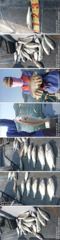 왕왕백조기 조황