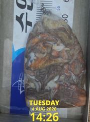 8월4일 조황
