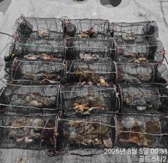 우당탕피딩~(오늘야간문어 예약중)~손맛보러고고~