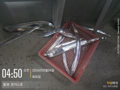 갈치 갈치 갈치 피딩이...
