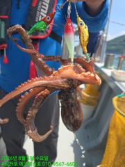 8월5일)문어조황 씨알좋고 마리수도 잡고 철수~~6일 달인모집 합니다.