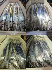 [여수플라워호] 5일 갈치 조황입니다.010-2004-5524