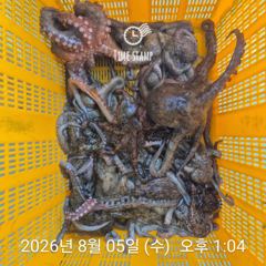 [사천] 암초 포인트 문어 씨알