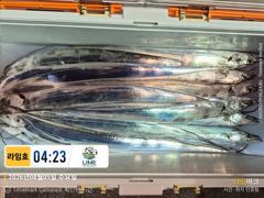[통영라임호] 8월5일 입항 갈치 조황!! 더버워 더버요 그래도 즐거워요 01023004931