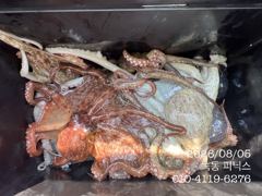 8월 5일 문어 조황입니다.