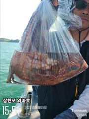 수요일 문어 조황입니다 내일 여유있습니다