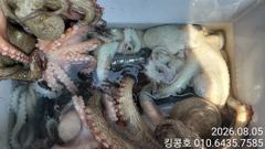 킹콩호 문어 조황입니다!