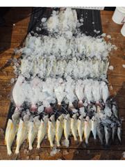 전체조황 - 8월5일 대농어 조황(굿~!!) - 인천 연안부두 칸피싱, 루어, 침선, 생활낚시 전문