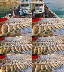 ♥붉바리들..이정도는 잡아봐야지요 붉바리조황입니다[2026년08월05일] ◎ 해마루호가 뜨는이유? 조황때문이죠 ◎ 핵심포인트: 바로진입.. 바로히트.. ▣ 차원이 다른 조황으로 모십니다 ▣ 요즘 붉바리낚시가 대세입니다