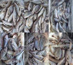[백조기조황] 8월5일 소수의인원 전원 쿨러조황