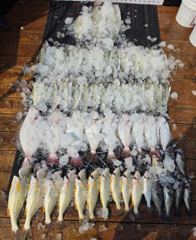 [농어조황] 8월5일 대농어 조황(굿~!!)