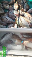[찌낚시] 5일 참돔찌낚시 조황입니다