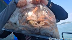 8.5주간문어