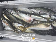 군산킹스타호(8/5)야간고등어 마무리(8/7예약가능)