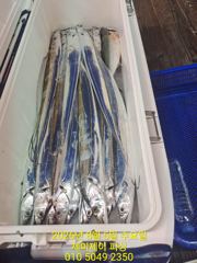 8월5일 갈치 조황