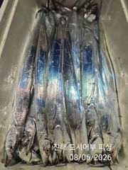6일새벽 내만갈치 꾸준하게 올라 옵니다~!! 오늘 예약가능