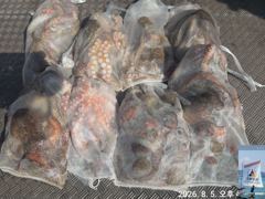 5일 돌문어 조황.(태풍 영향으로 8/14일부터 다시출조~)